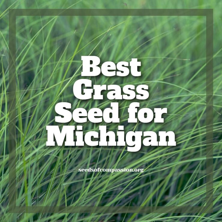 Best Grass Seed for Michigan