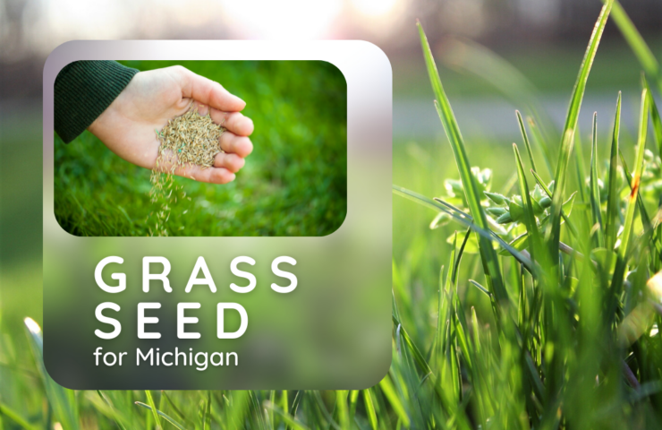 Michigan Grass Seed