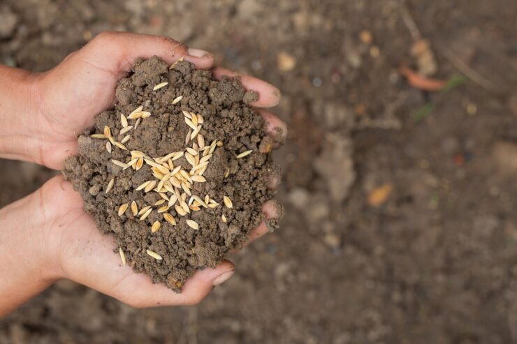 seed compost