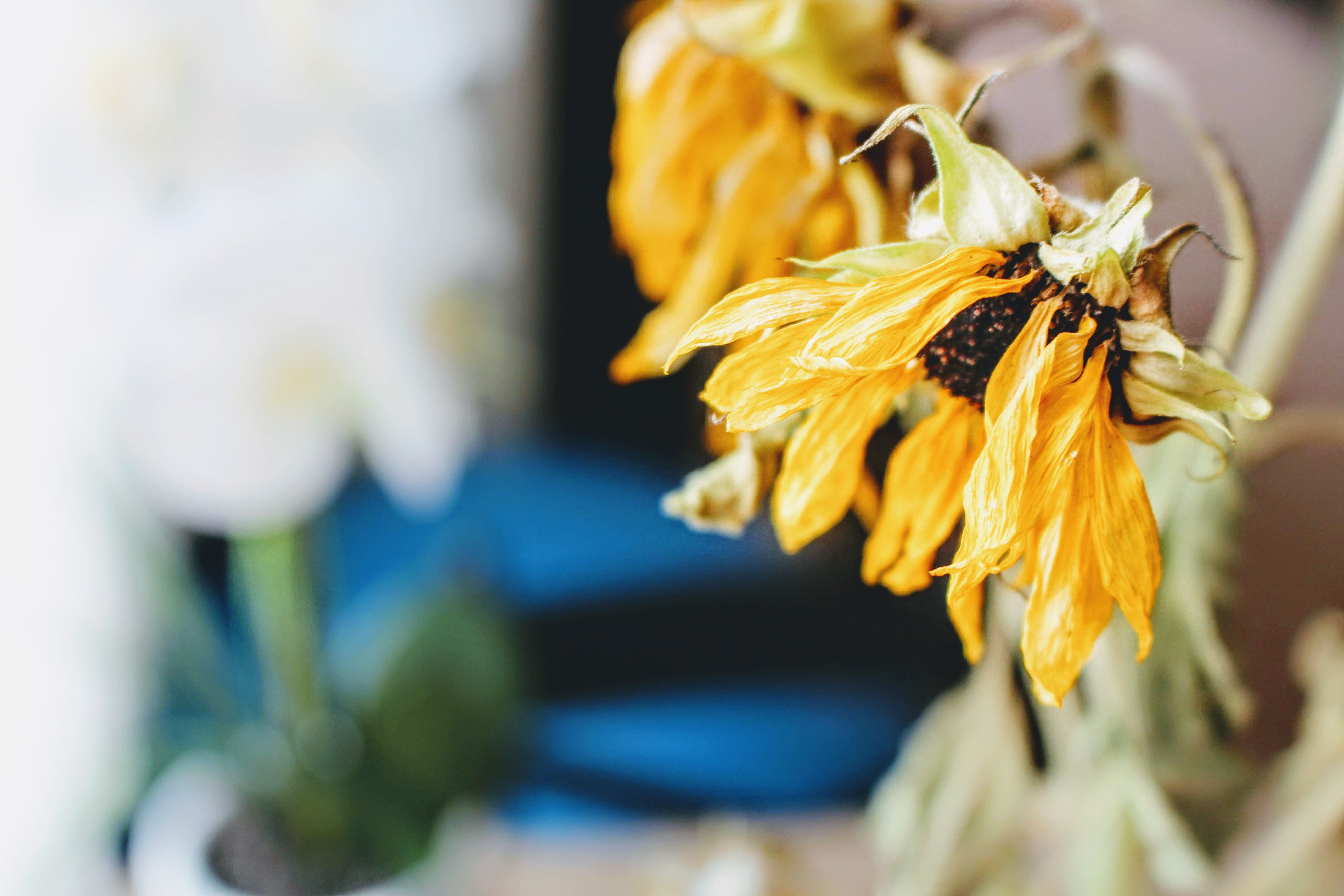 Close-up of a withered sunflower whose health declined after following bad advice